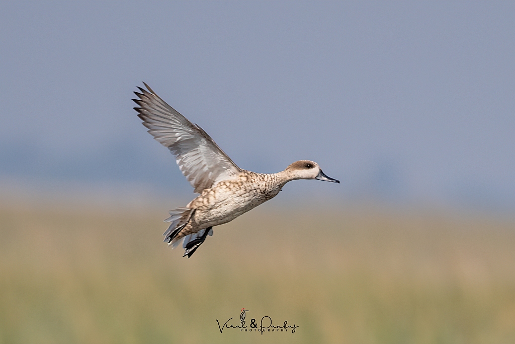 Marbled Duck